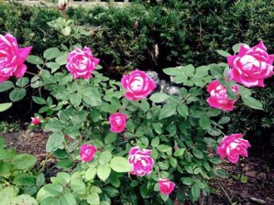 roses